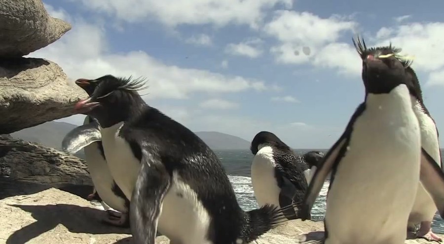 キュン死注意 ペンギンたちがこけてこけてこけまくる動画 思わずwow ワウゲームニュース