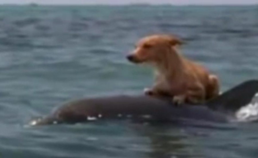 海で溺れた犬を助けたのは なんと 思わずwow ワウゲームニュース