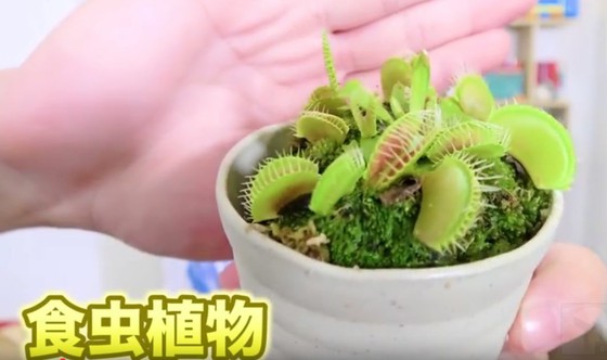 恐怖 パクッと何でも食べる食虫植物の実験 思わずwow ワウゲームニュース