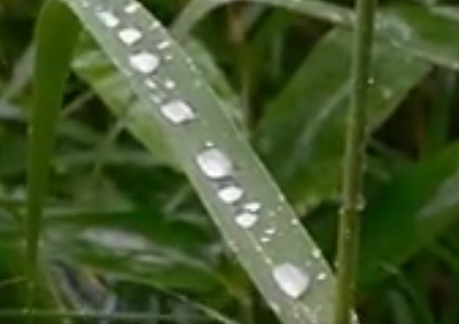 水を弾く葉っぱの不思議 思わずwow ワウゲームニュース